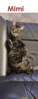 Lost cat in Reynoldsburg, OH, 43068