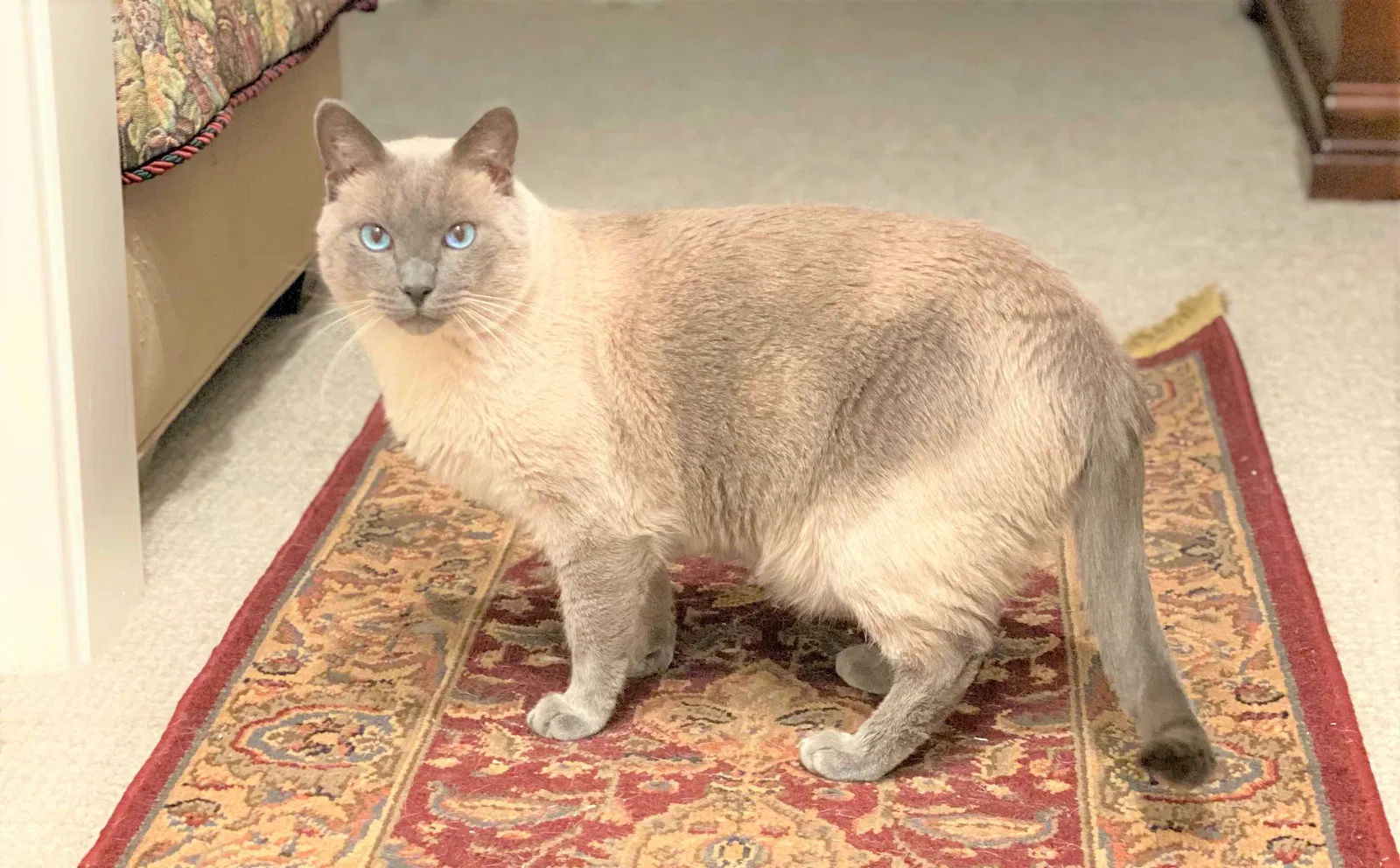 Lost cat in Canoga Park, CA, 91304