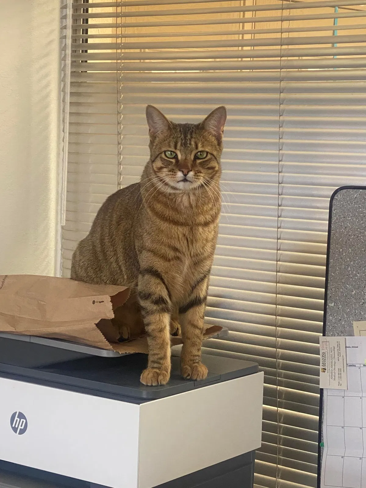 Lost cat in Tucson, AZ, 85704