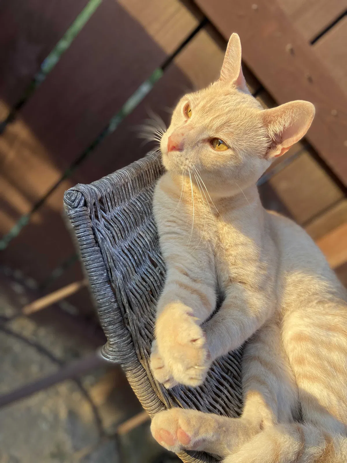 Lost cat in Laredo, TX, 78046