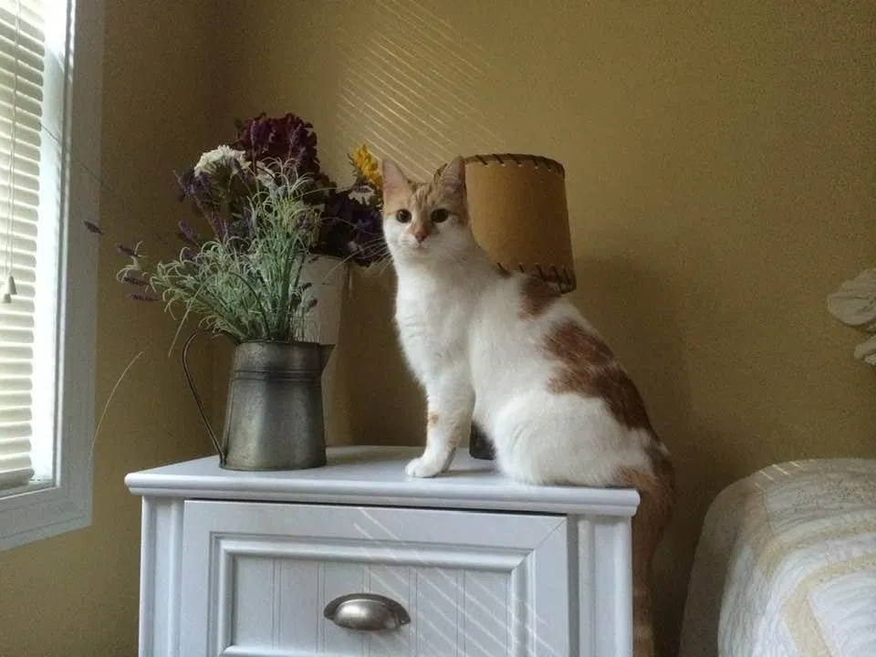 Lost cat in Manchester, NH, 3103