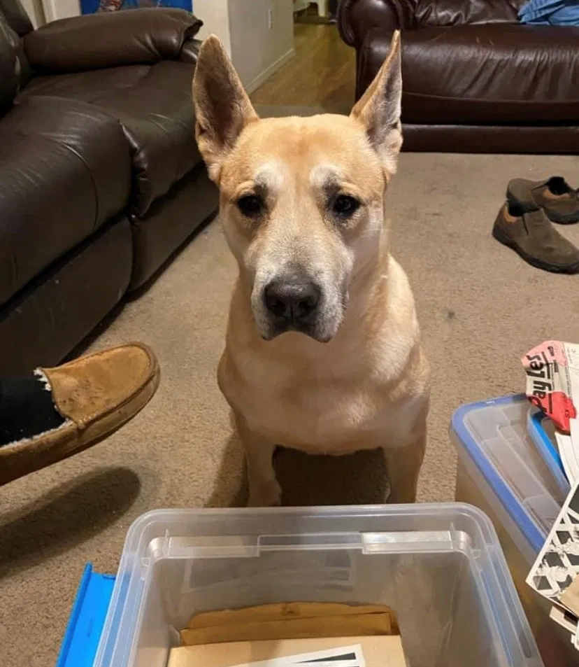 Lost dog in Clovis, CA, 93611