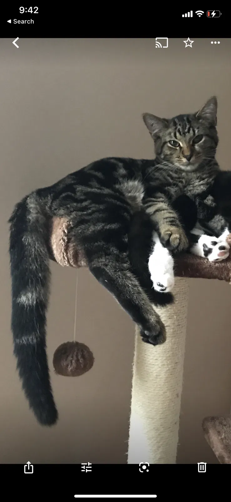 Lost cat in Cincinnati, OH, 45212