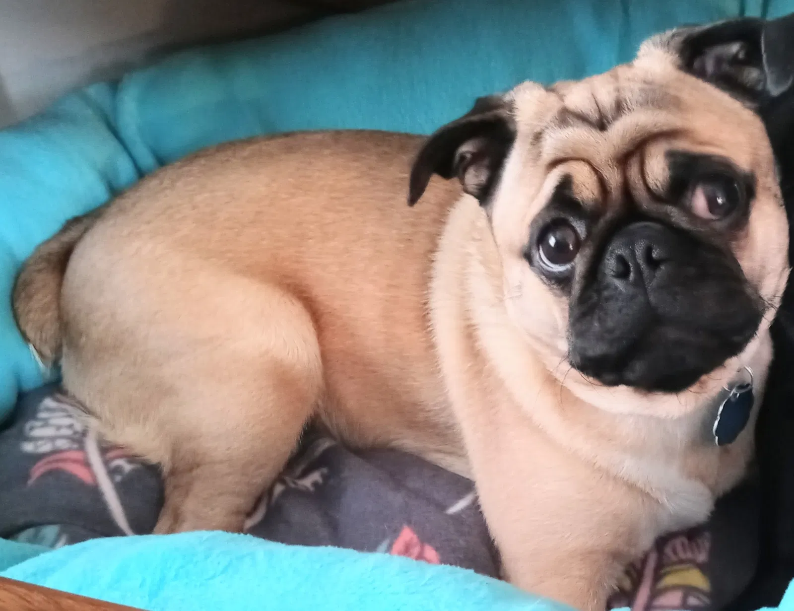 Lost dog in Radcliff, KY, 40160