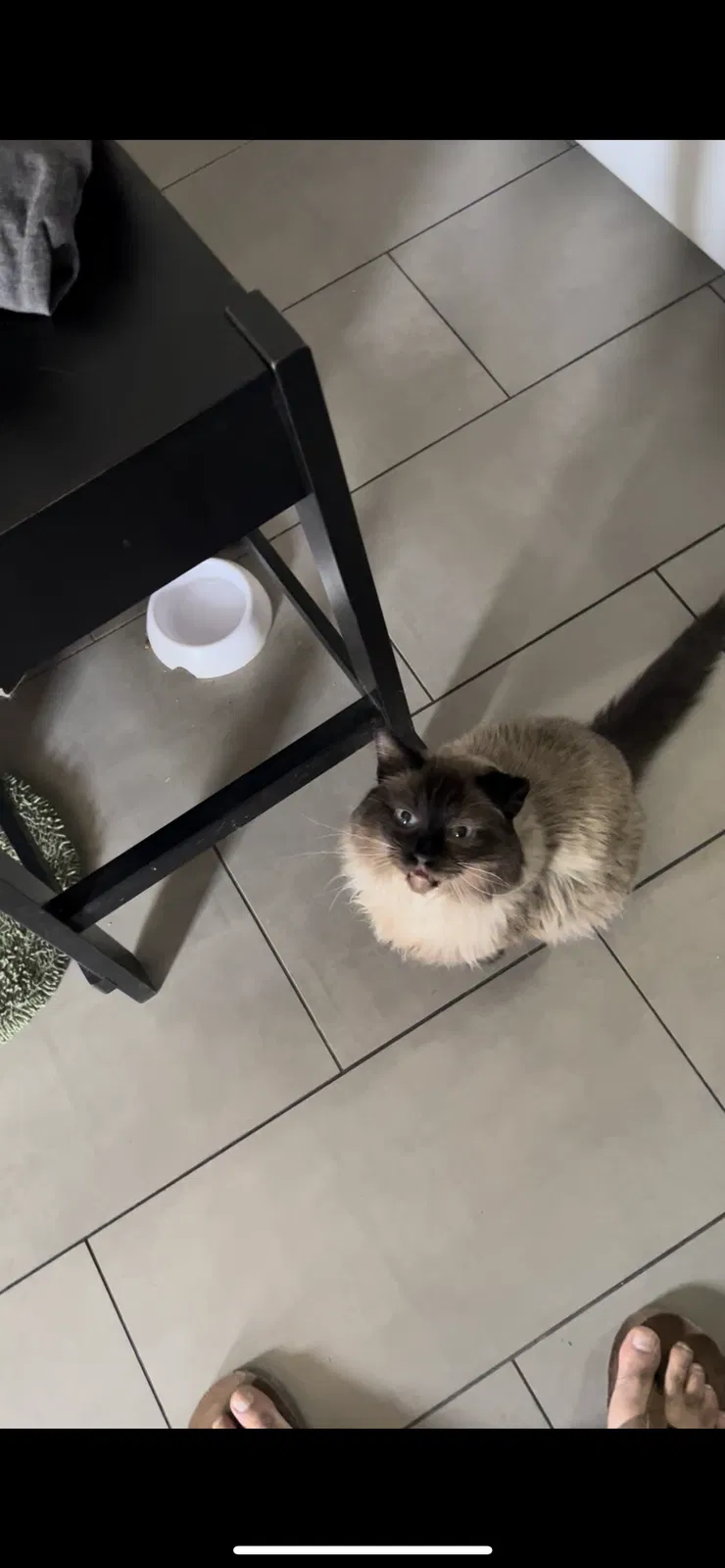 Lost cat in Las Vegas, NV, 89104
