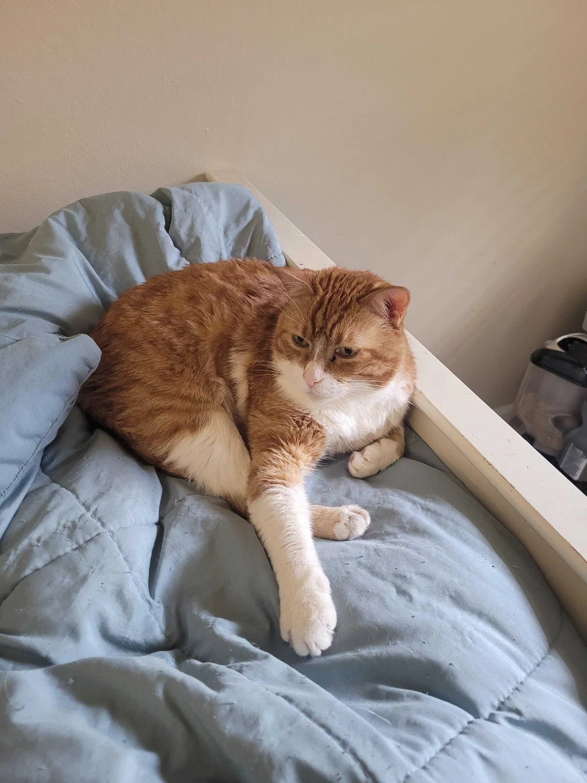 Lost cat in Sacramento, CA, 95841