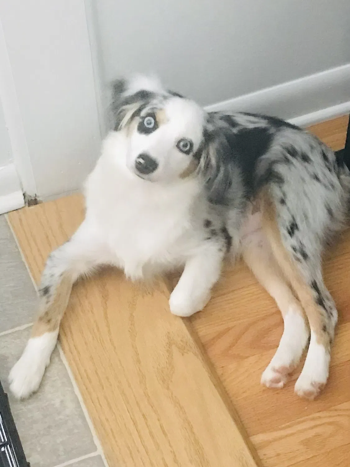 Lost dog in Buchanan, TN, 38222