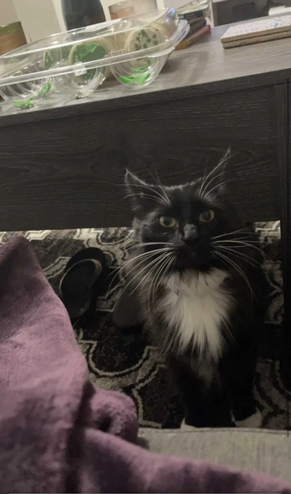 Lost cat in Tampa, FL, 33613