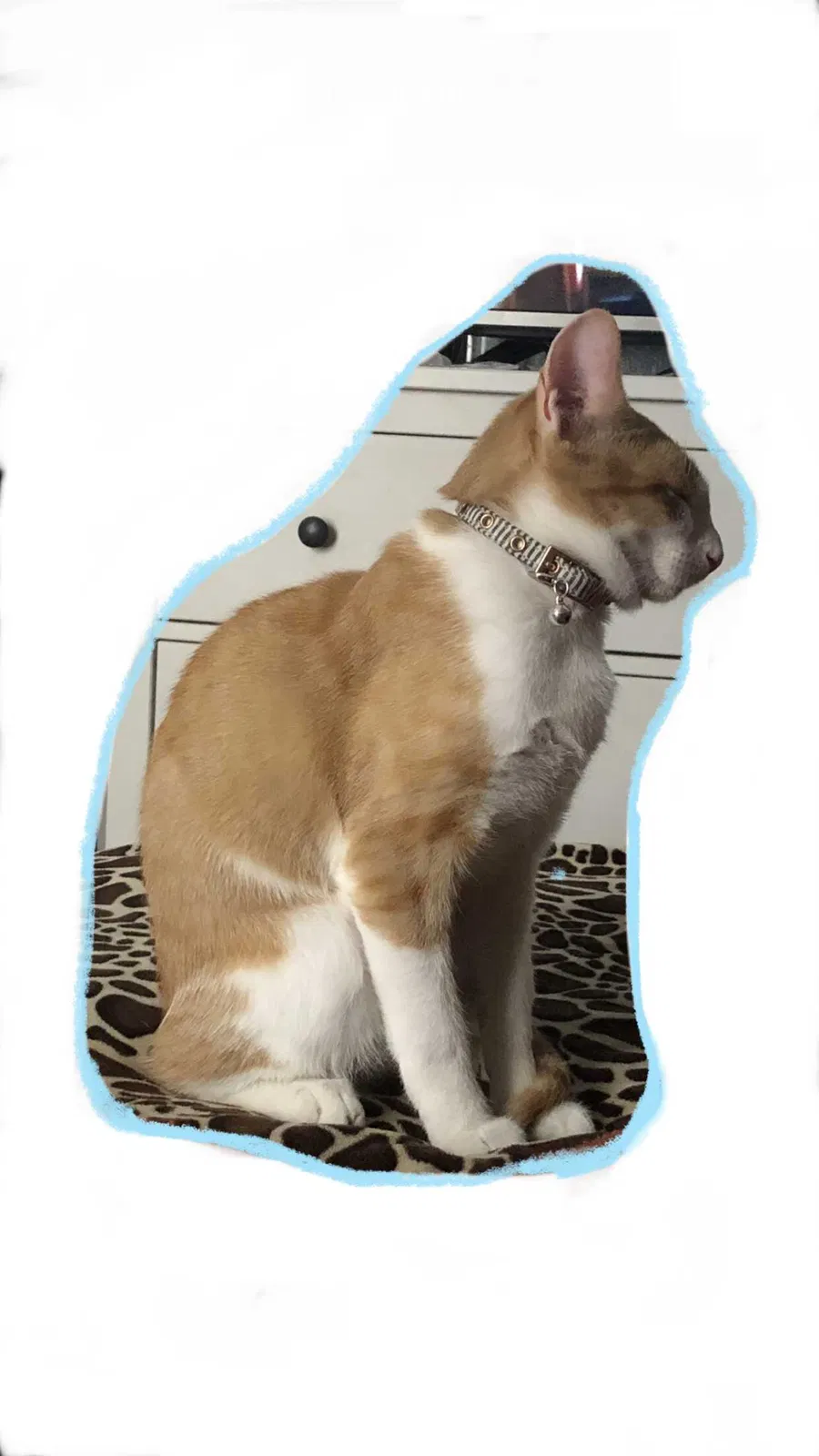 Lost cat in Memphis, TN, 38127