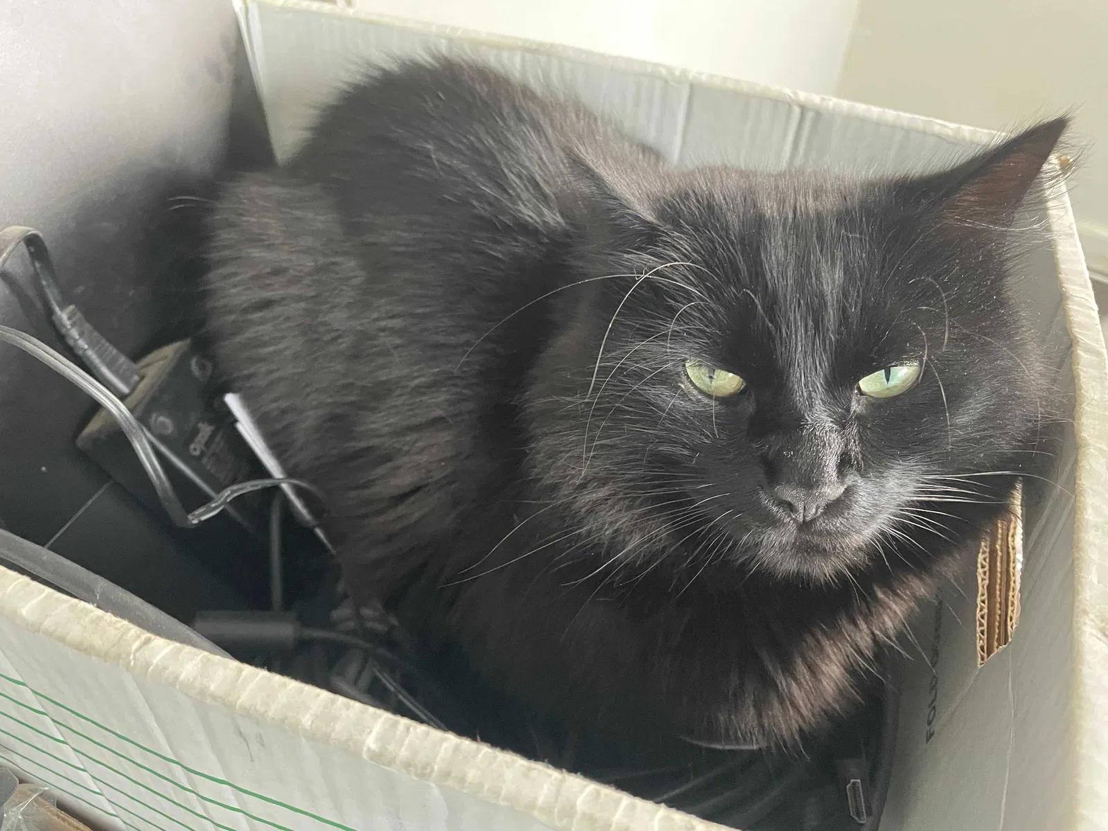 Lost cat in Orting, WA, 98360