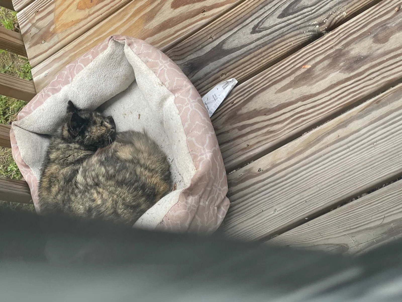 Found cat in Asheboro, NC, 27203