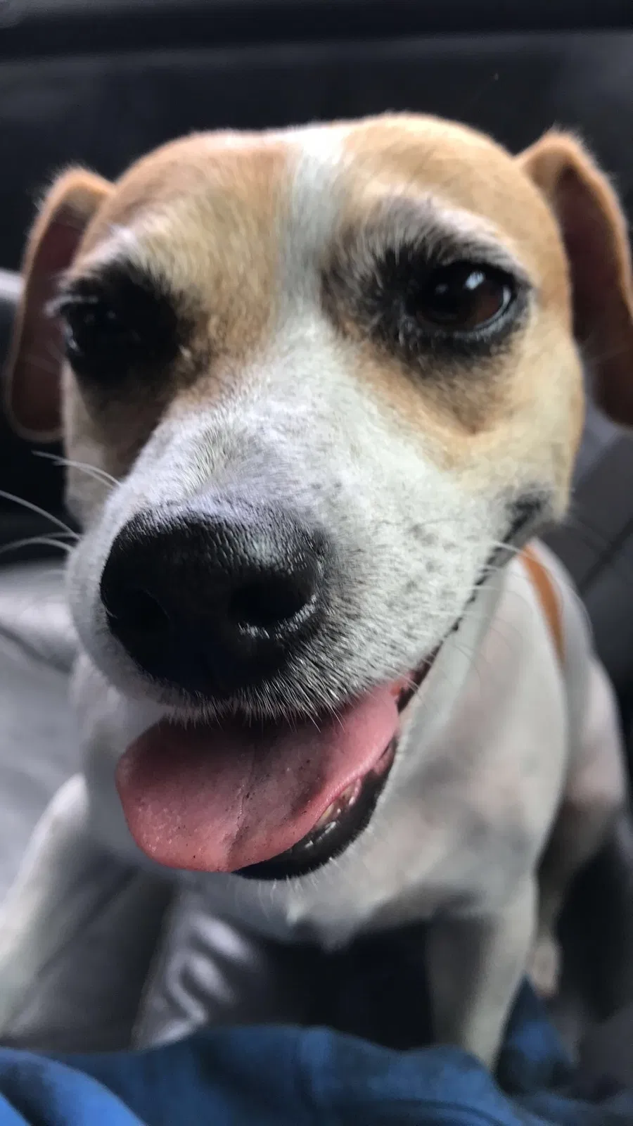 Lost dog in Saint Augustine, FL, 32092