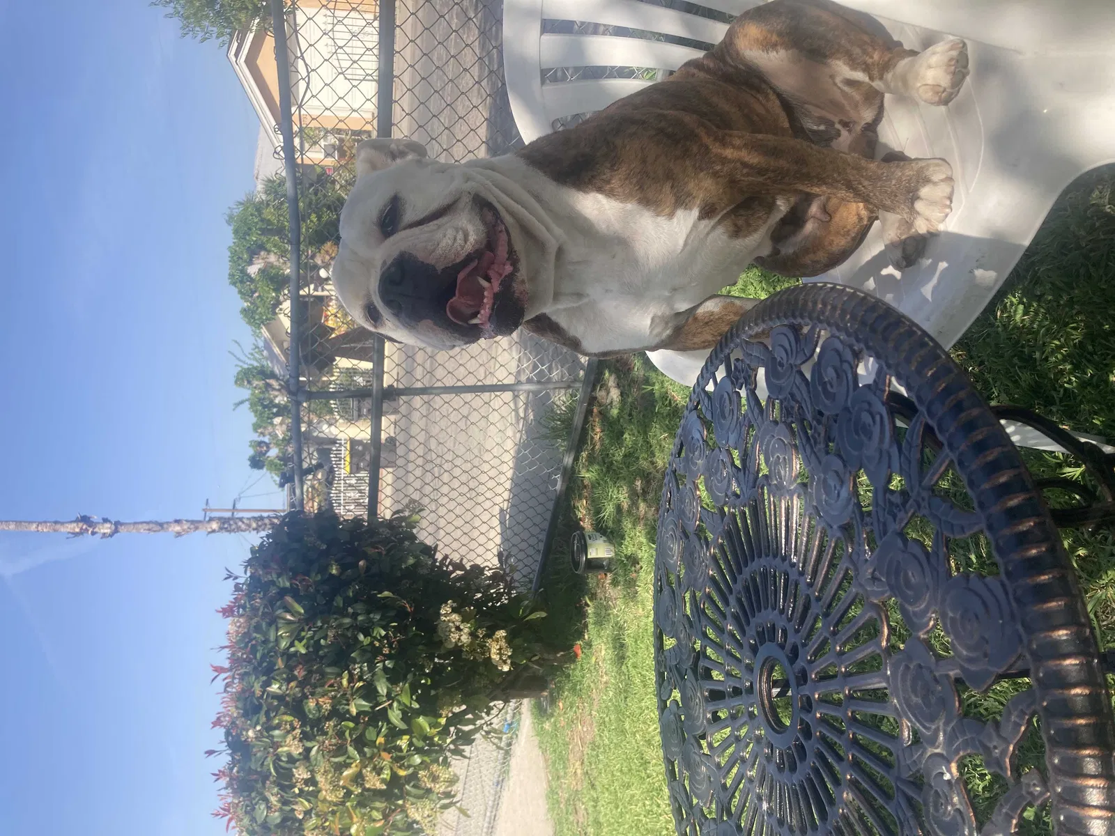 Lost dog in Stockton, CA, 95206