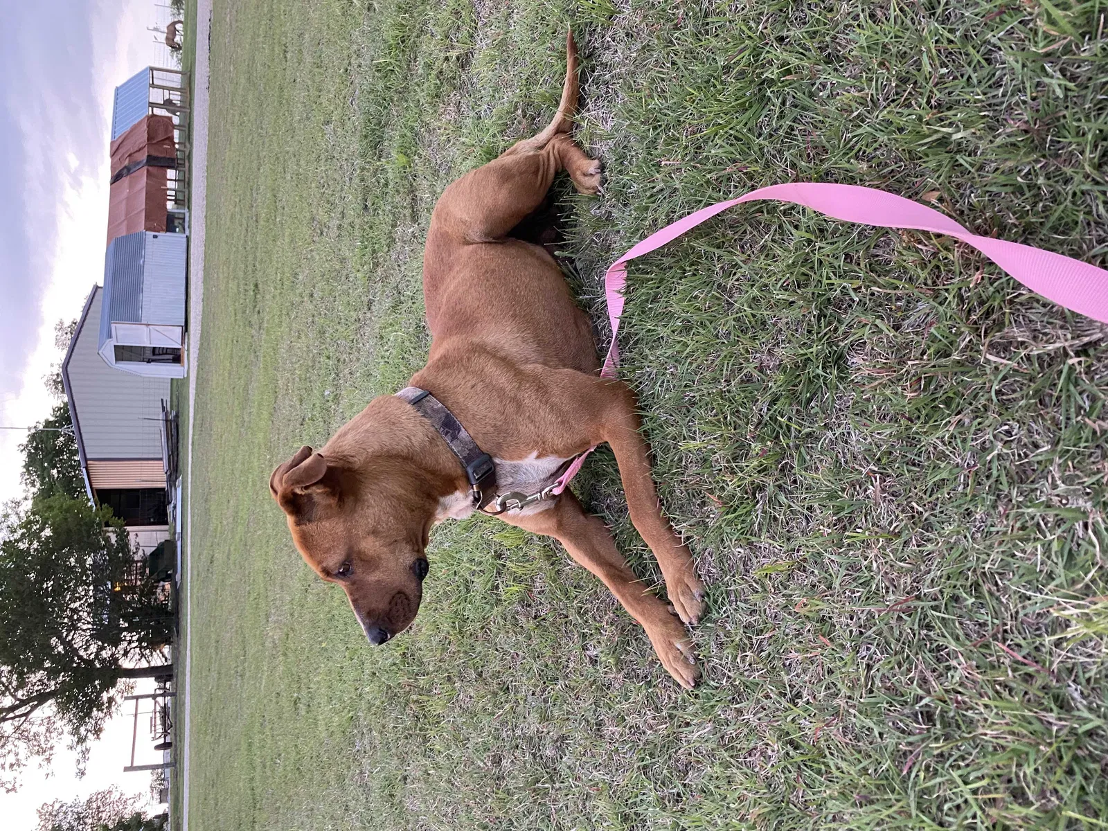 Found dog in Lorena, TX, 76655