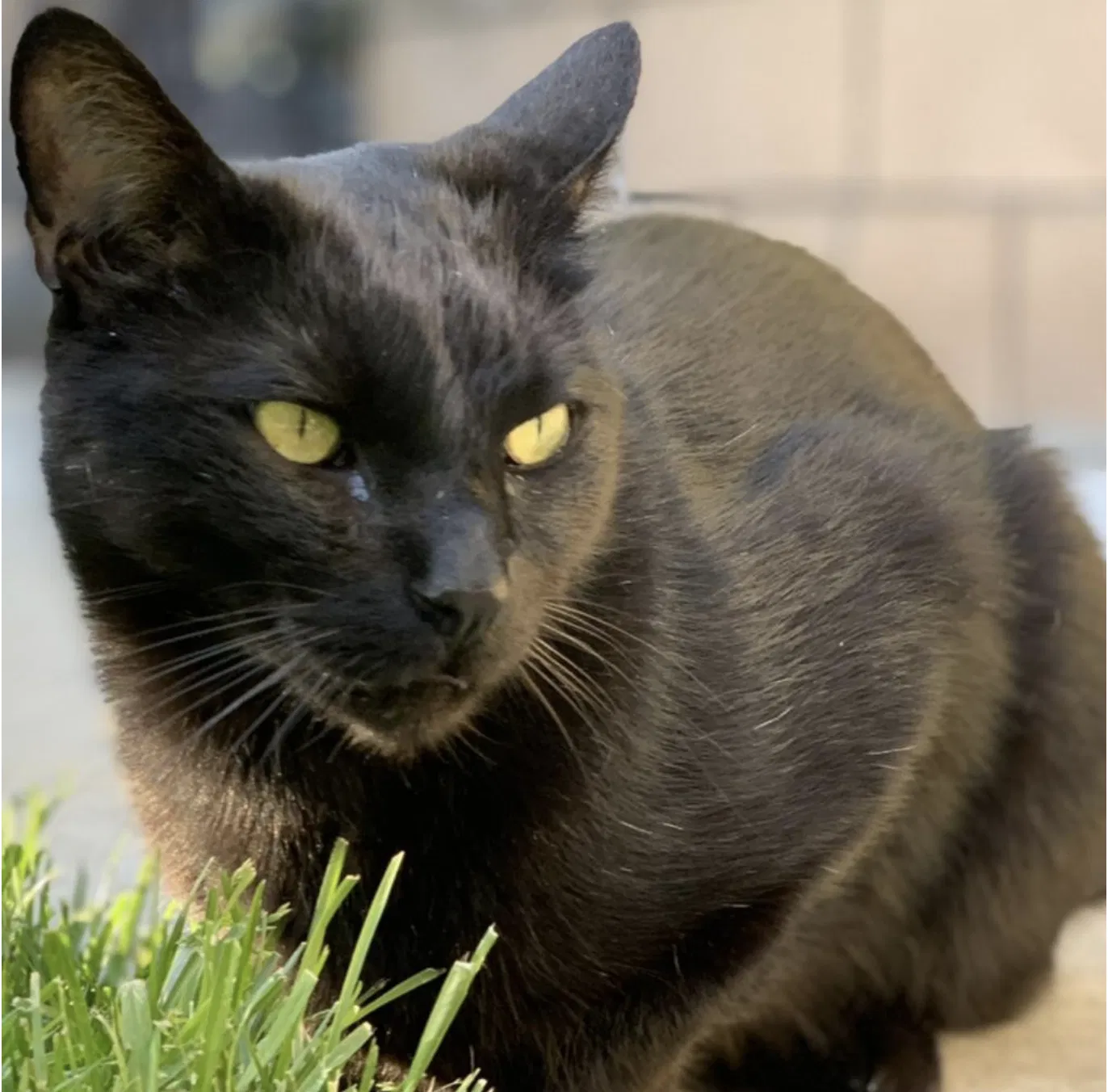 Lost cat in Temecula, CA, 92592