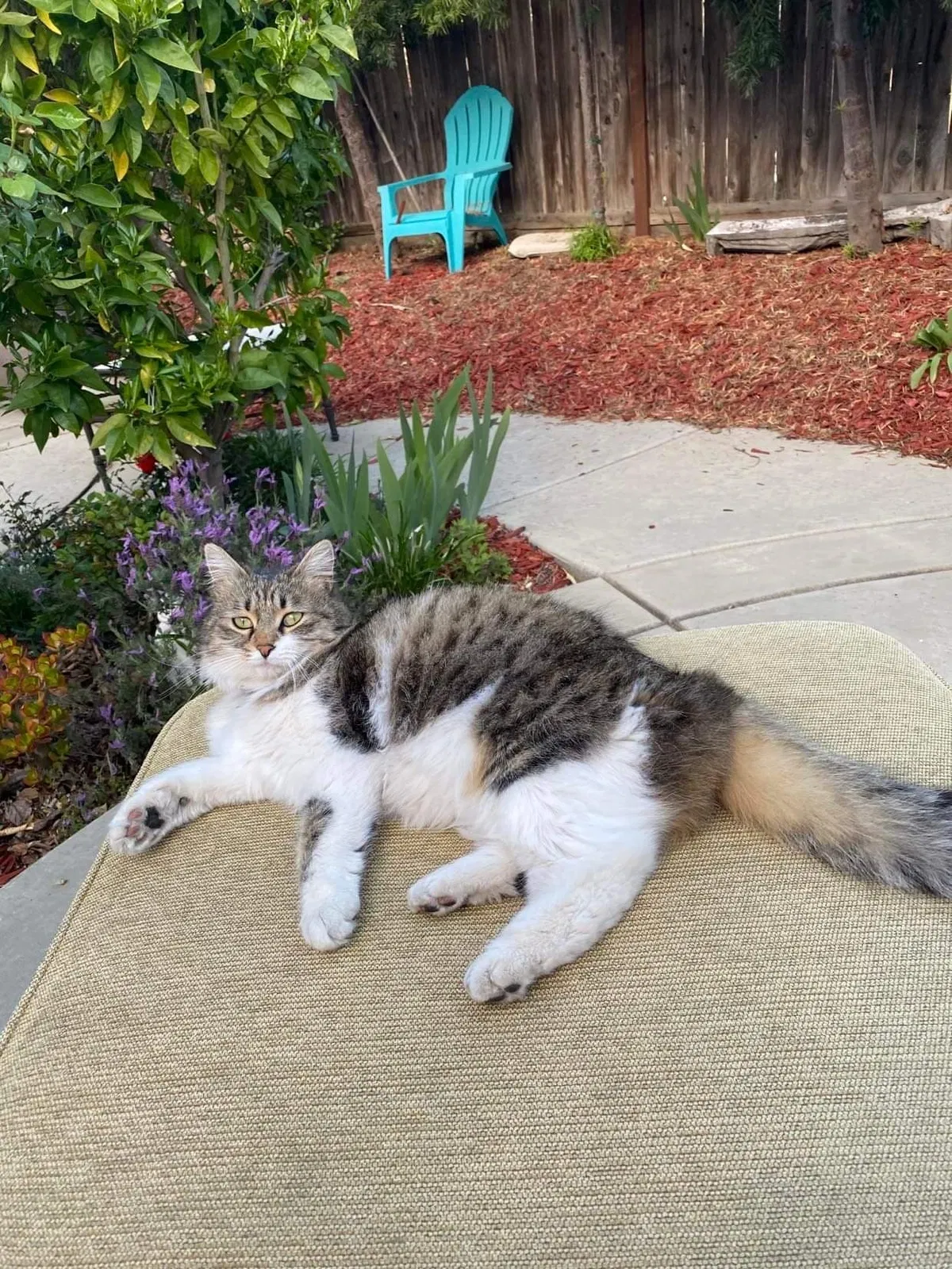 Lost cat in Roseville, CA, 95747