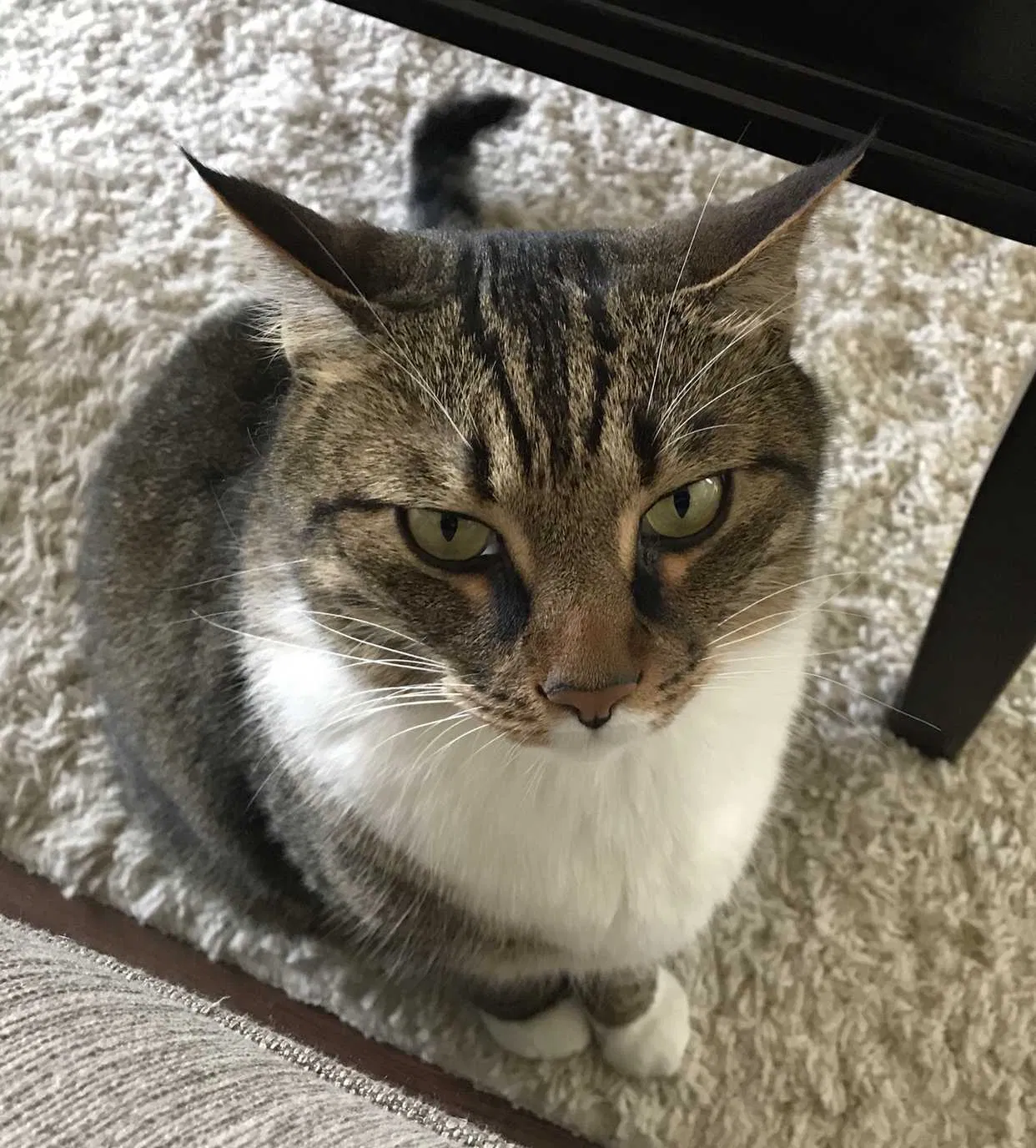 Lost cat in Trussville, AL, 35173