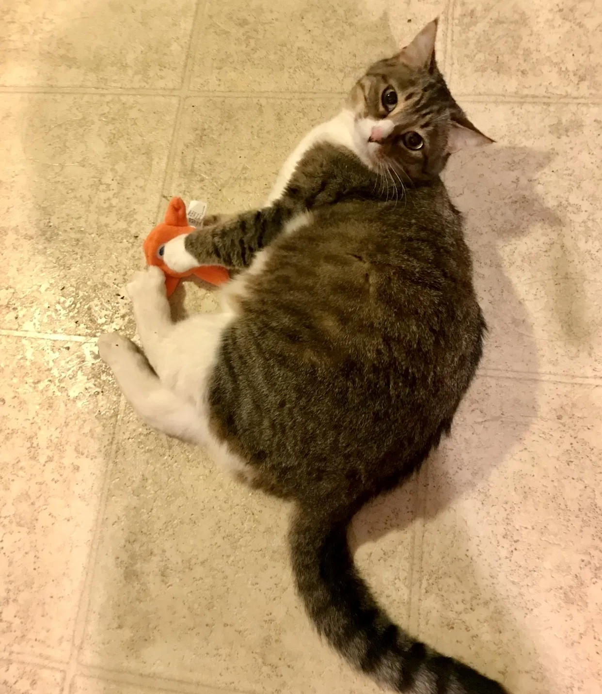 Lost cat in Trussville, AL, 35173