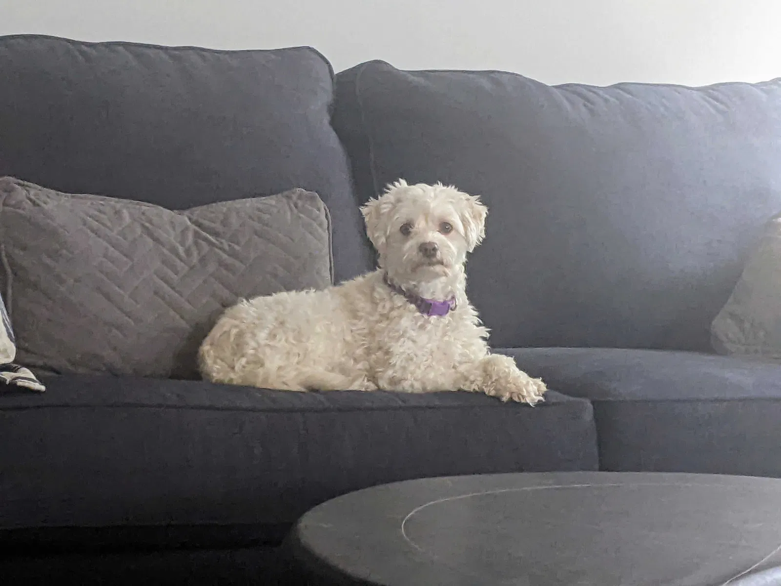 Lost dog in Plainfield, IN, 46168
