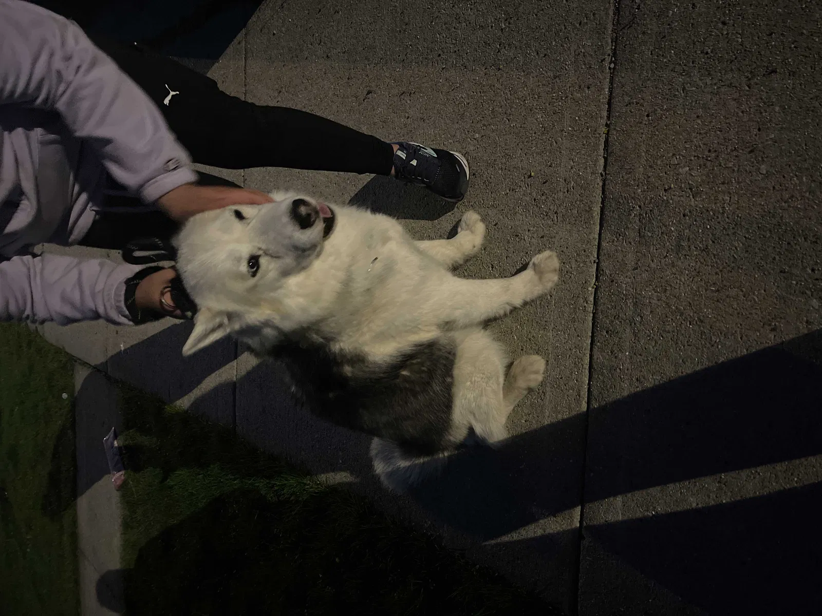 Found dog in Chicago, IL, 60652