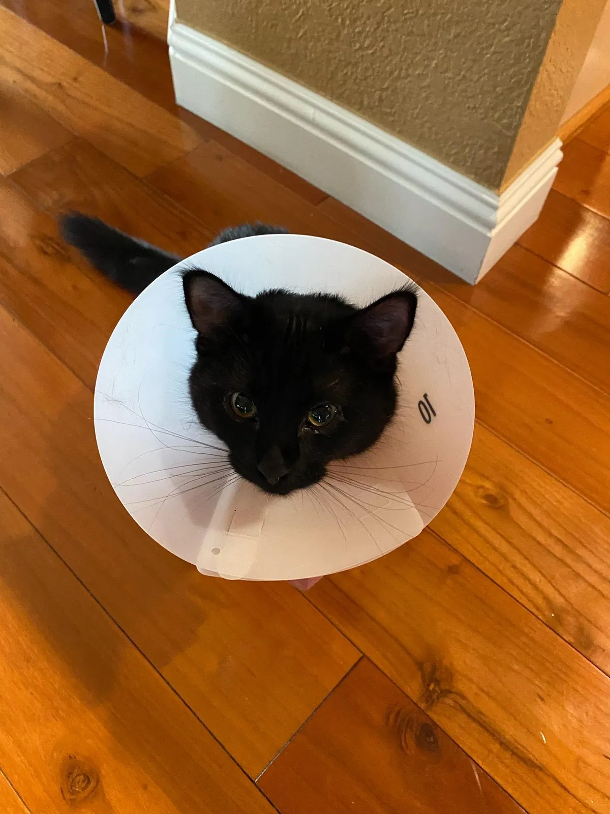 Lost cat in Las Vegas, NV, 89113