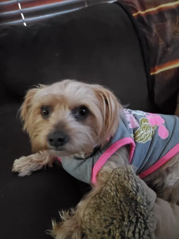 Lost dog in Ringgold, VA, 24586