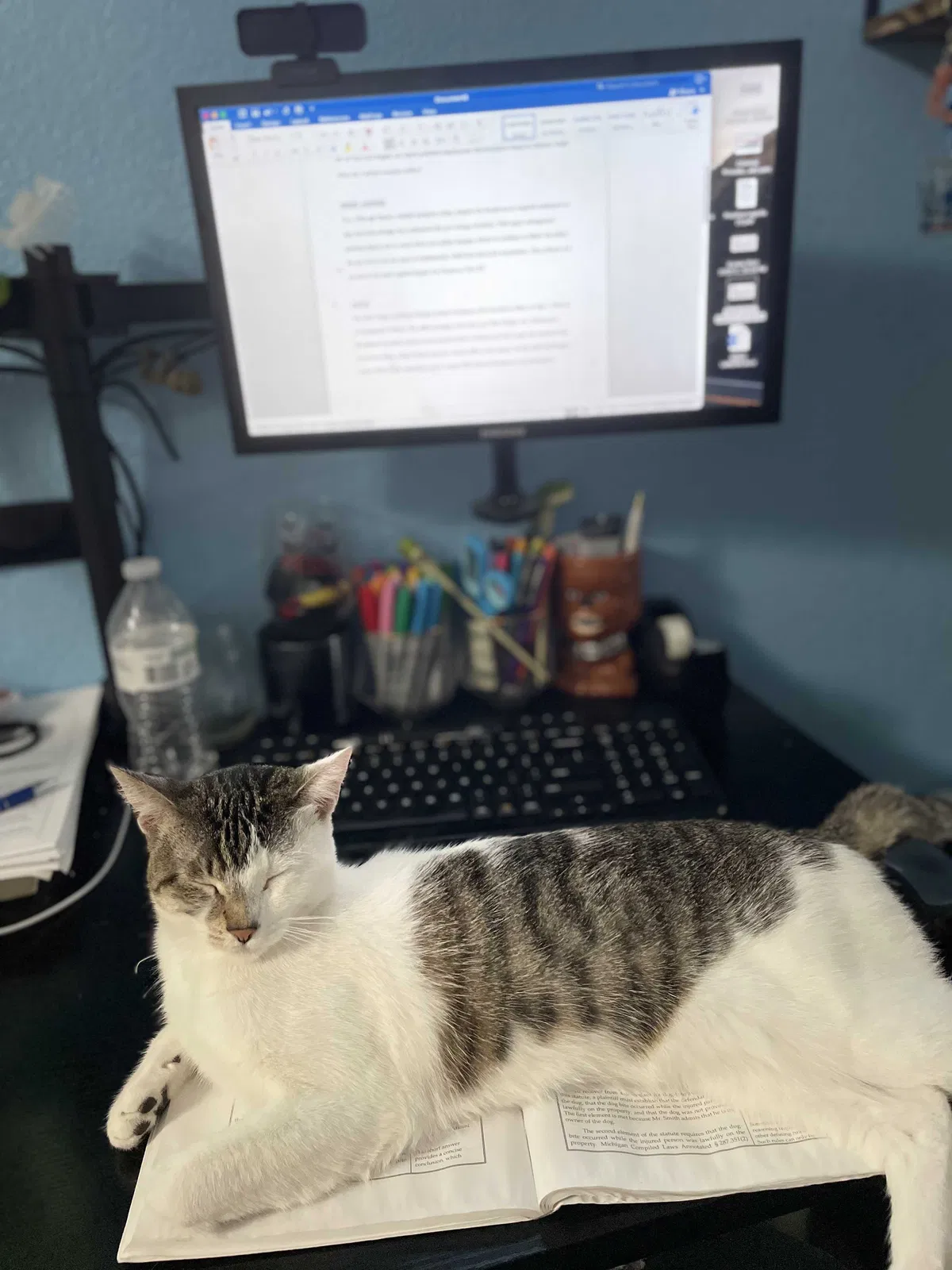Lost cat in Whittier, CA, 90601