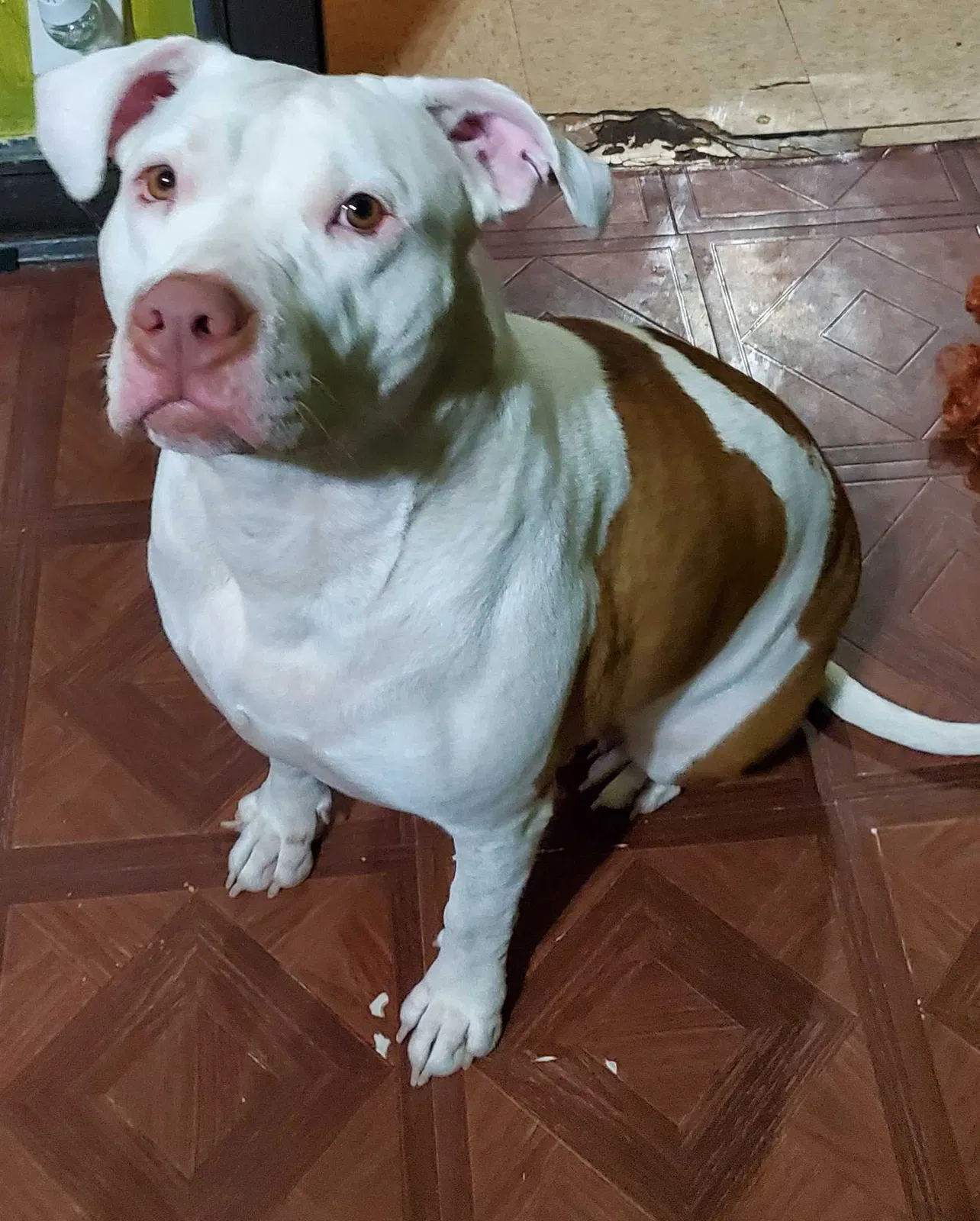 Lost dog in Chicago, IL, 60621