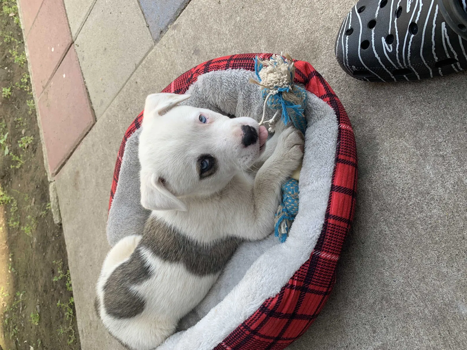 Lost dog in Lodi, CA, 95240