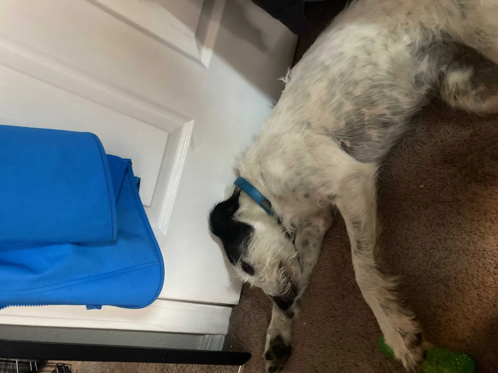 Found Dog