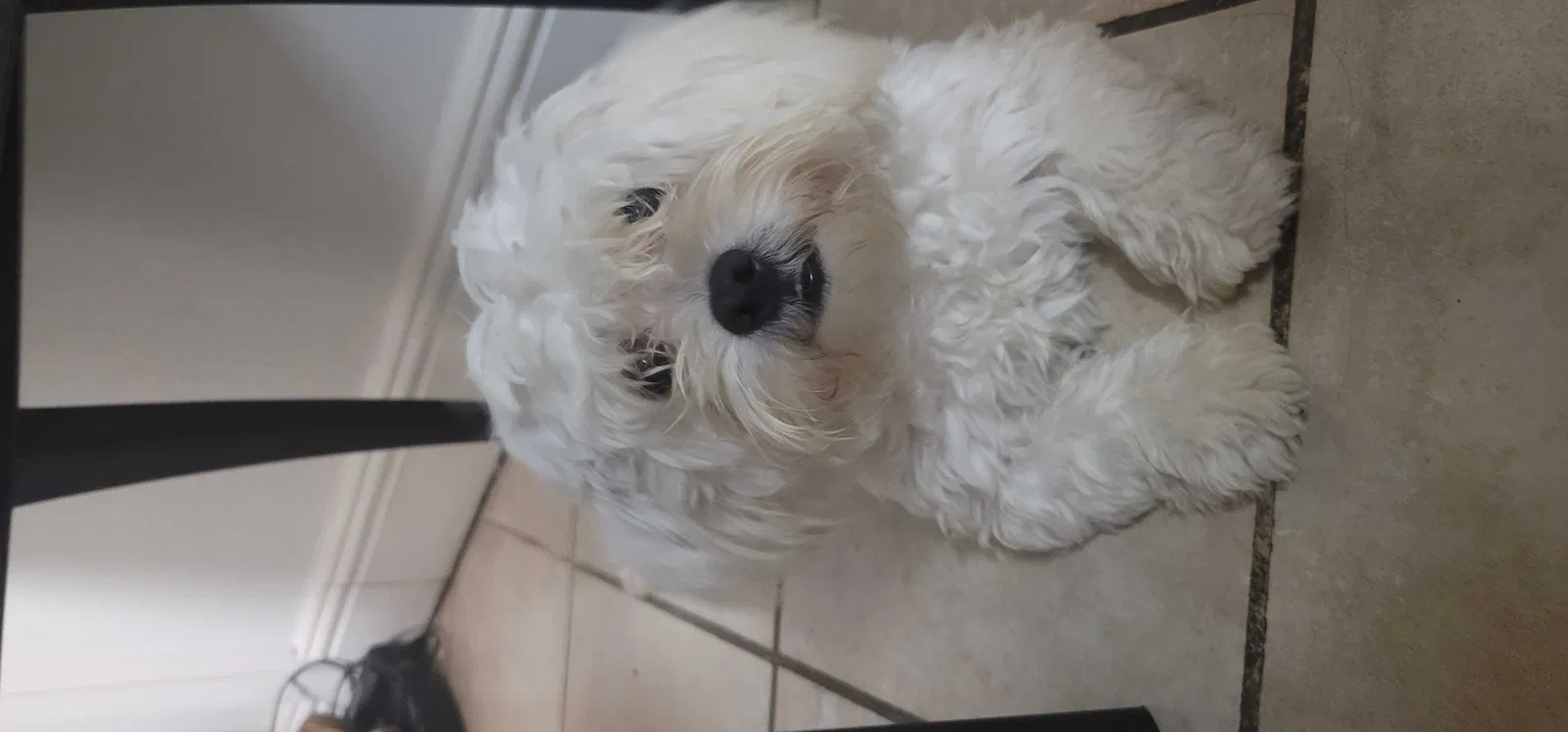 Lost dog in San Pablo, CA, 94806