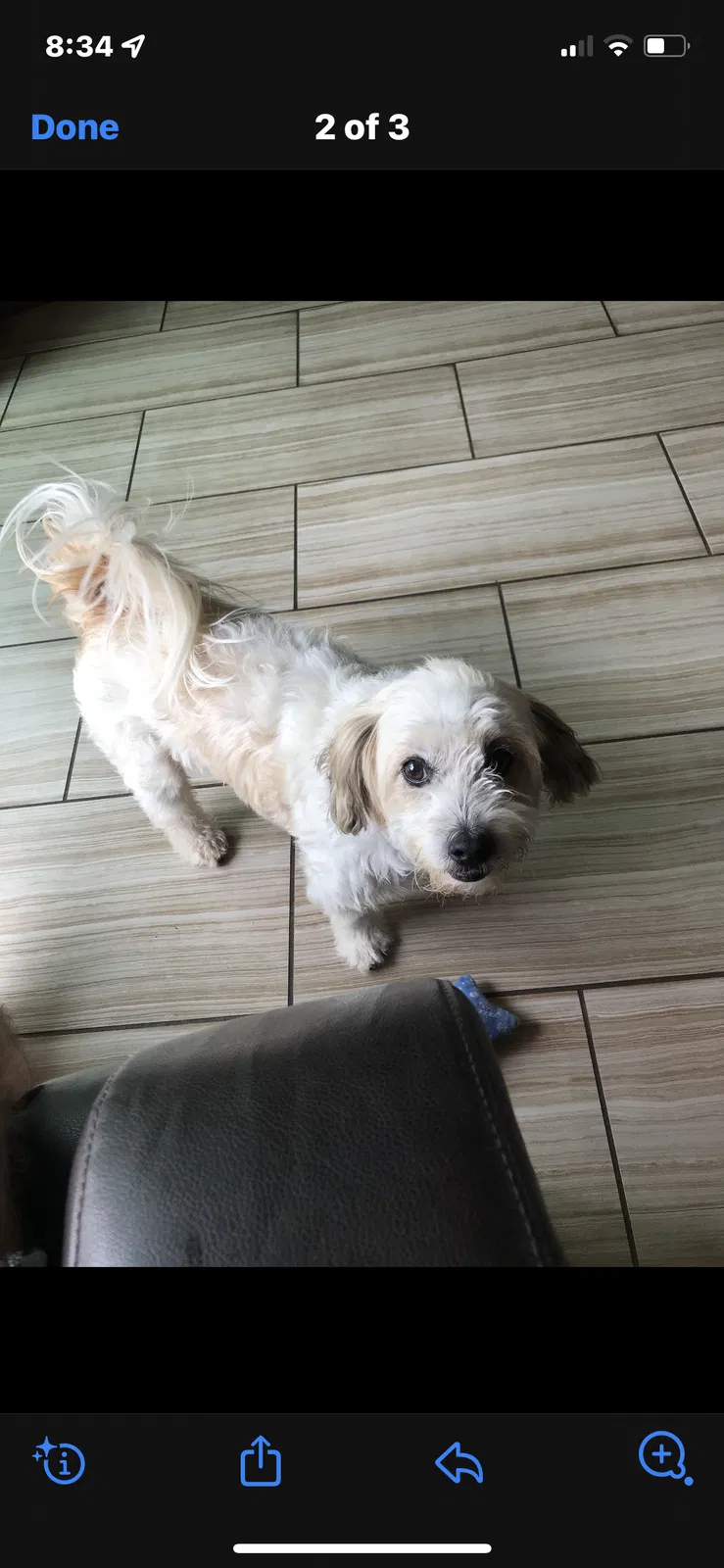 Lost dog in Garden Grove, CA, 92841
