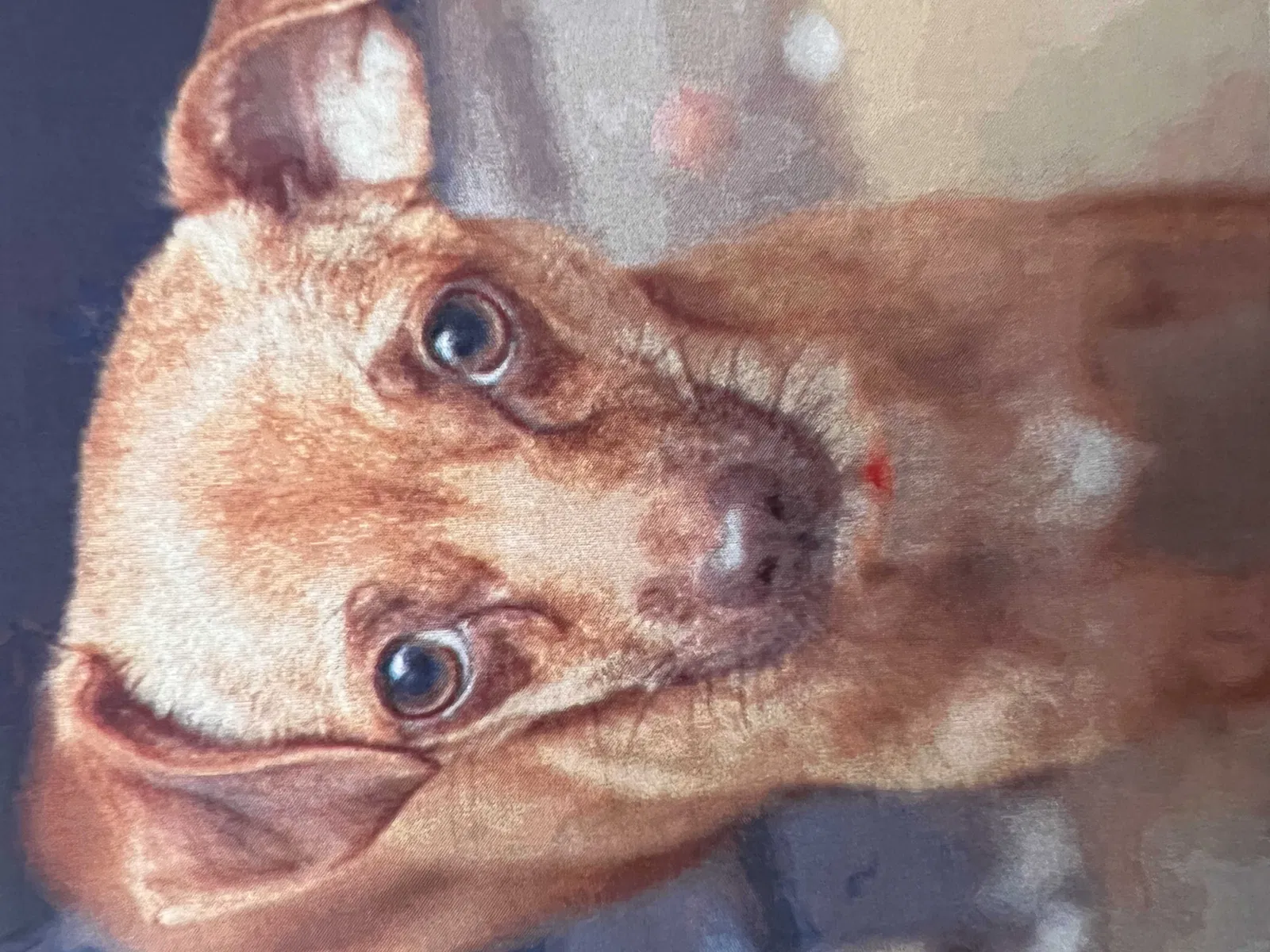 Lost dog in Phoenix, AZ, 85029
