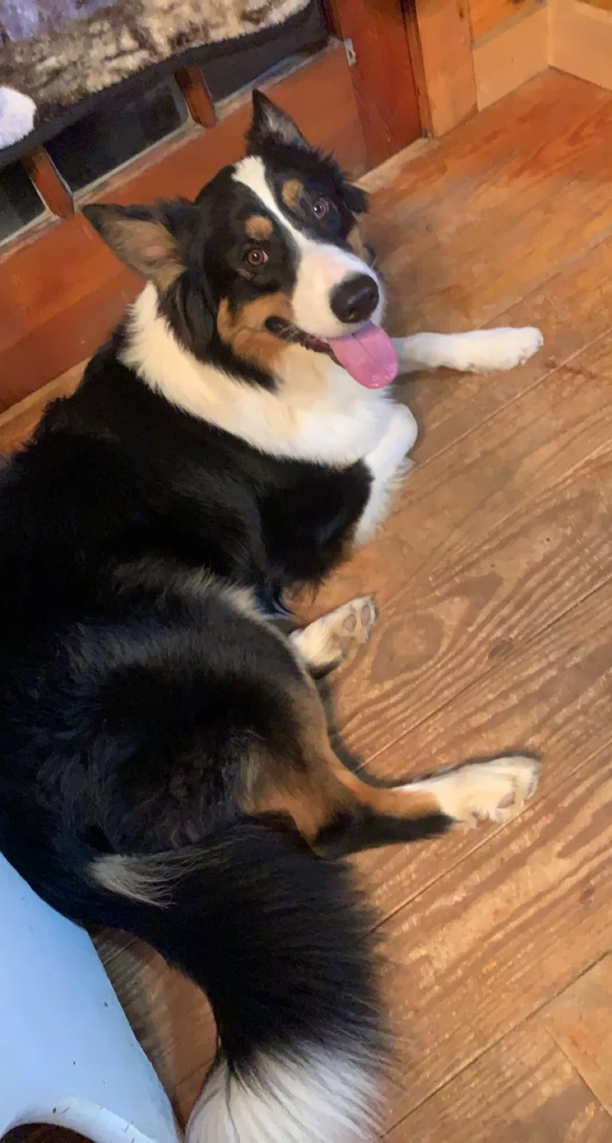 Lost dog in Tanner, AL, 35671