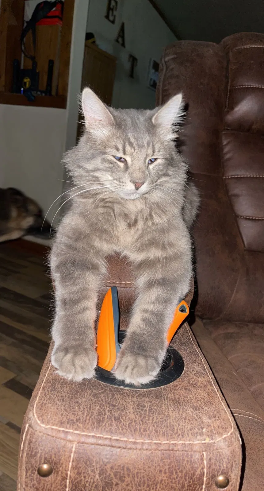 Lost cat in Estancia, NM, 87016