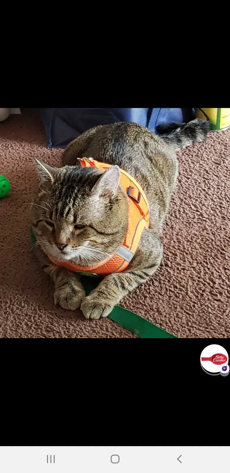 Lost cat in Canton, OH, 44705