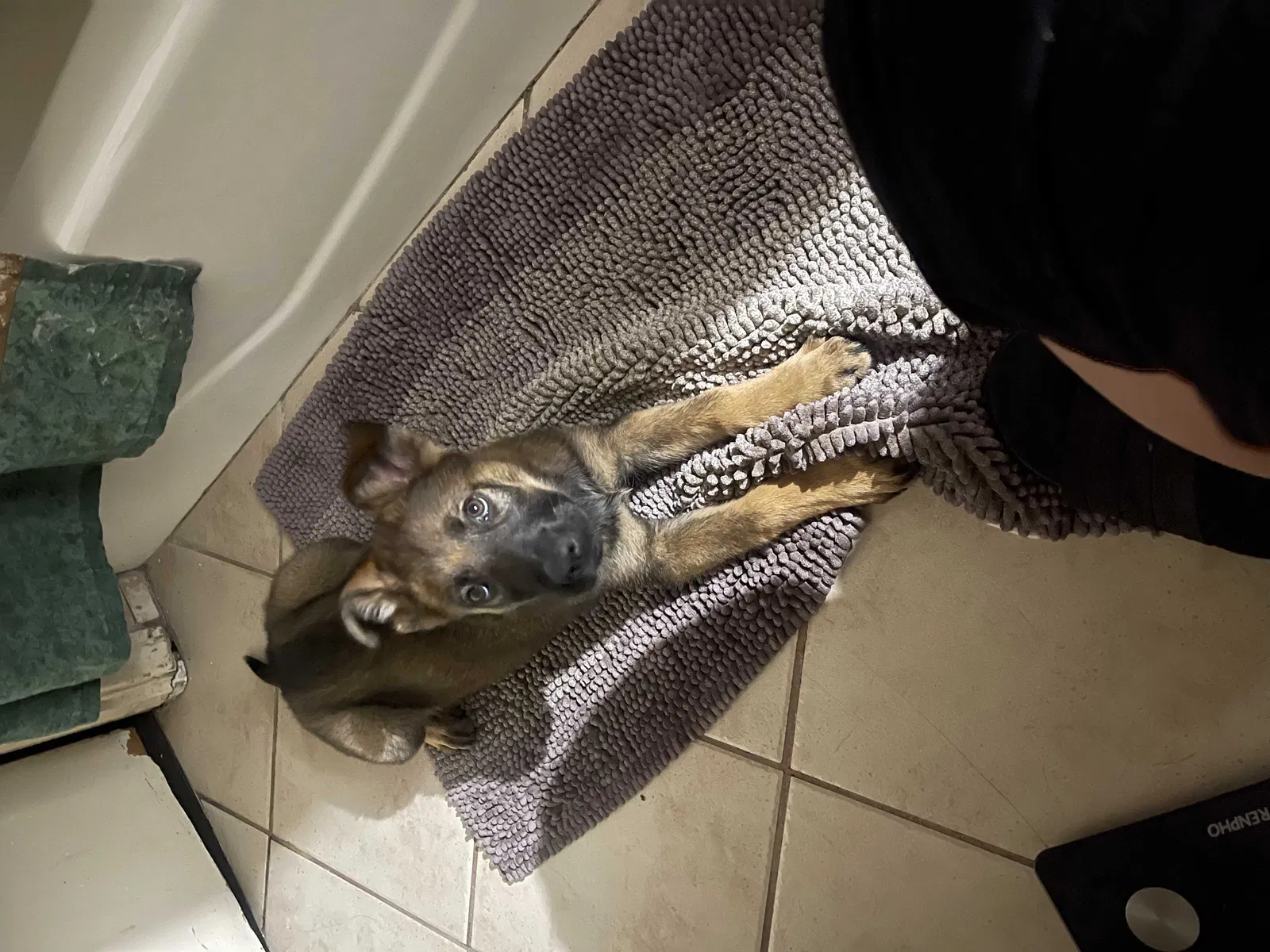 Lost dog in Compton, CA, 90221
