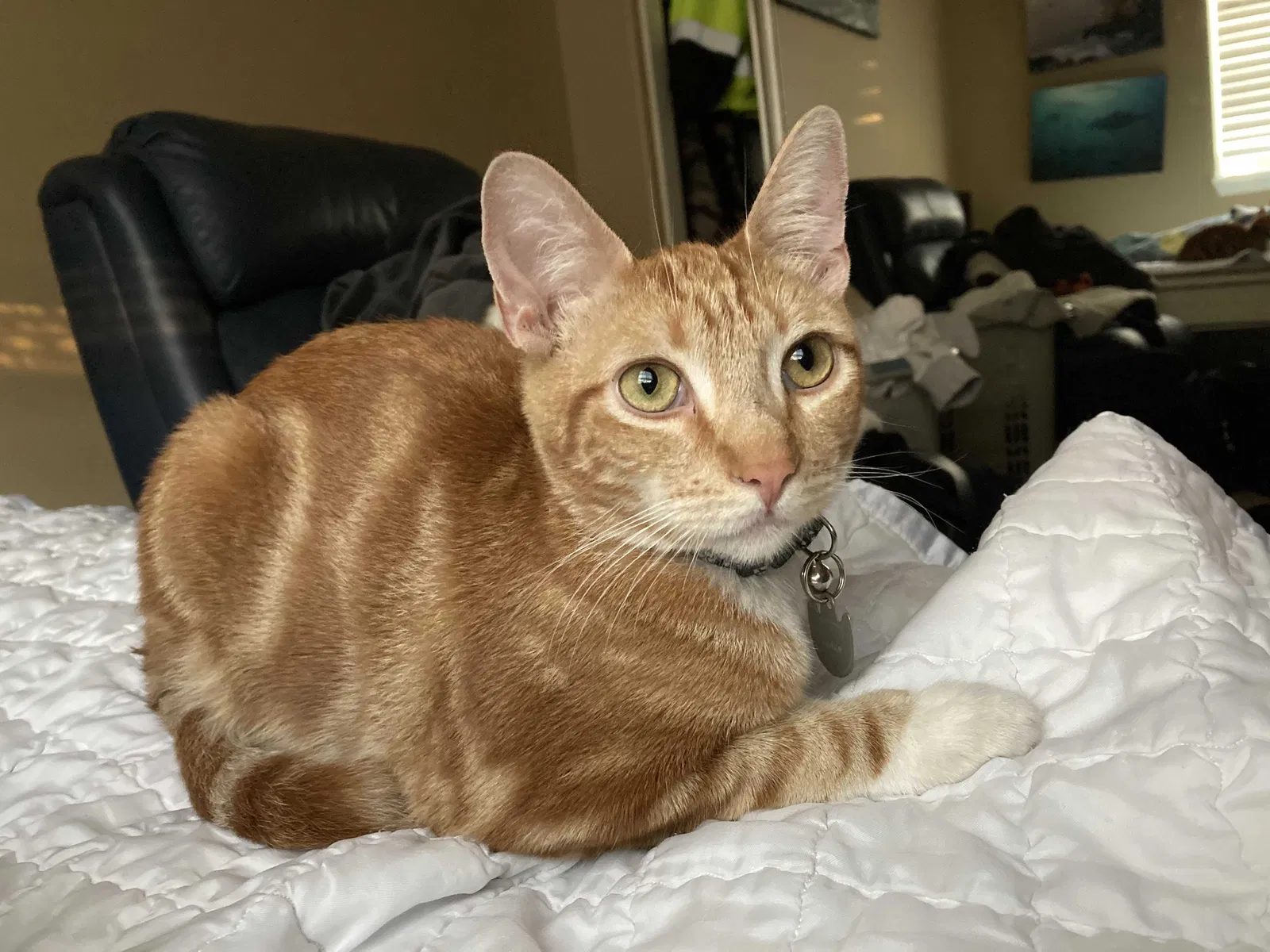 Lost cat in Yorba Linda, CA, 92886
