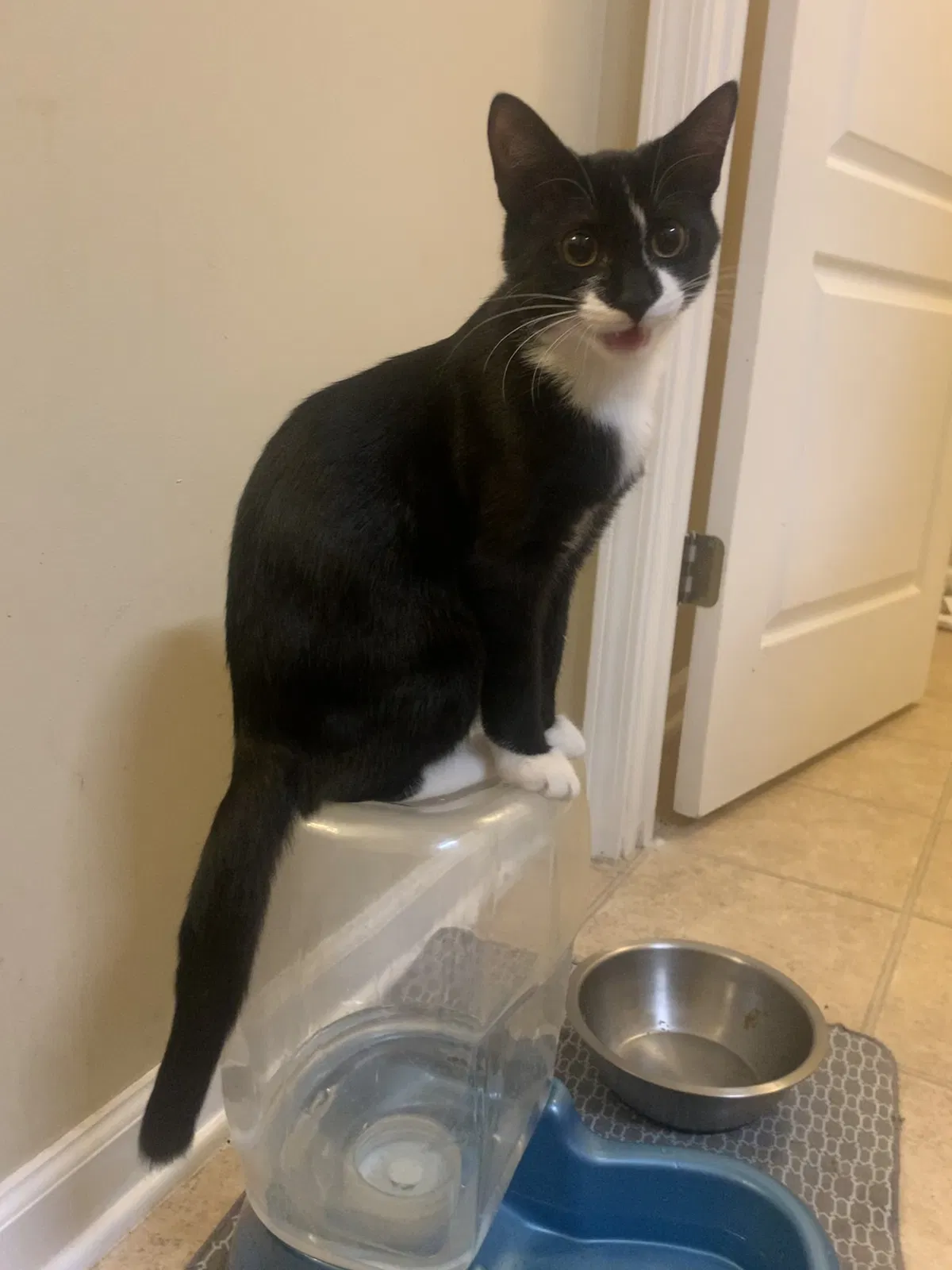 Lost cat in Saint Augustine, FL, 32092