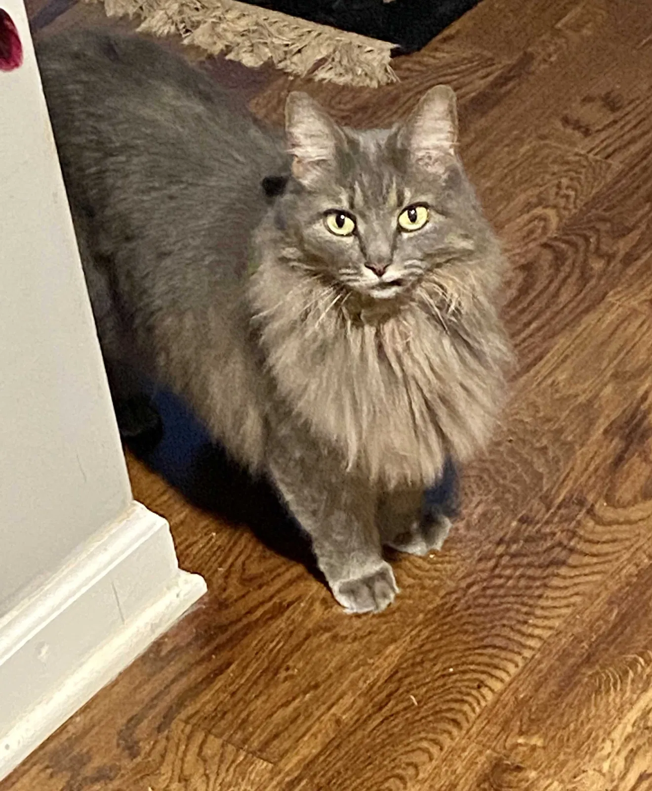 Lost cat in Pittsboro, NC, 27312