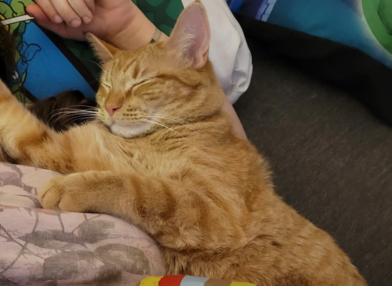 Lost cat in Winston Salem, NC, 27105