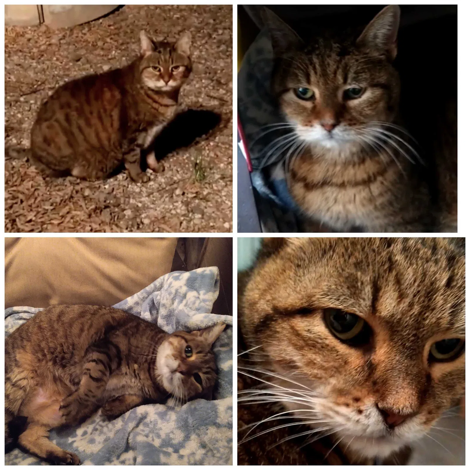 Lost cat in Tucson, AZ, 85712