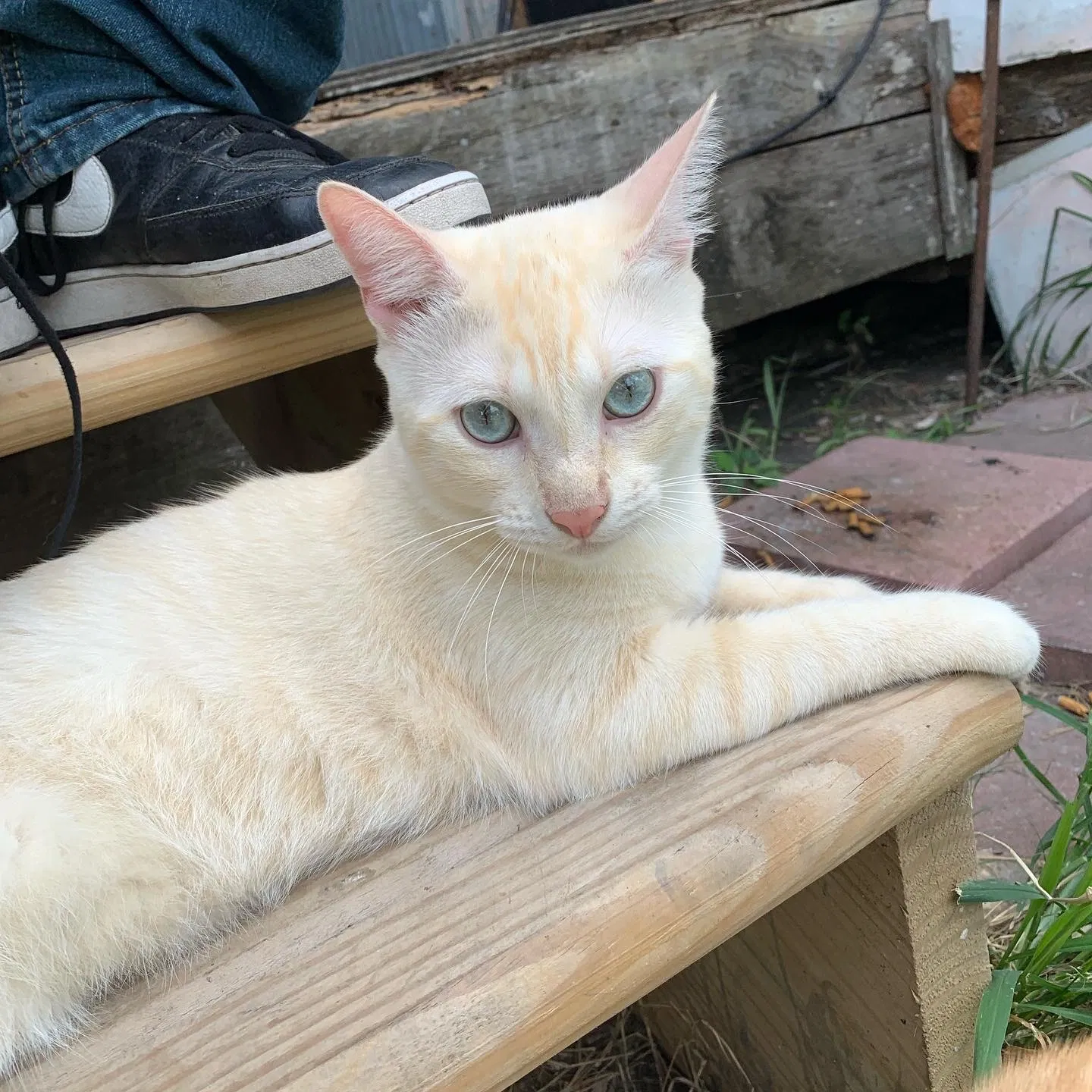Lost cat in Corpus Christi, TX, 78405