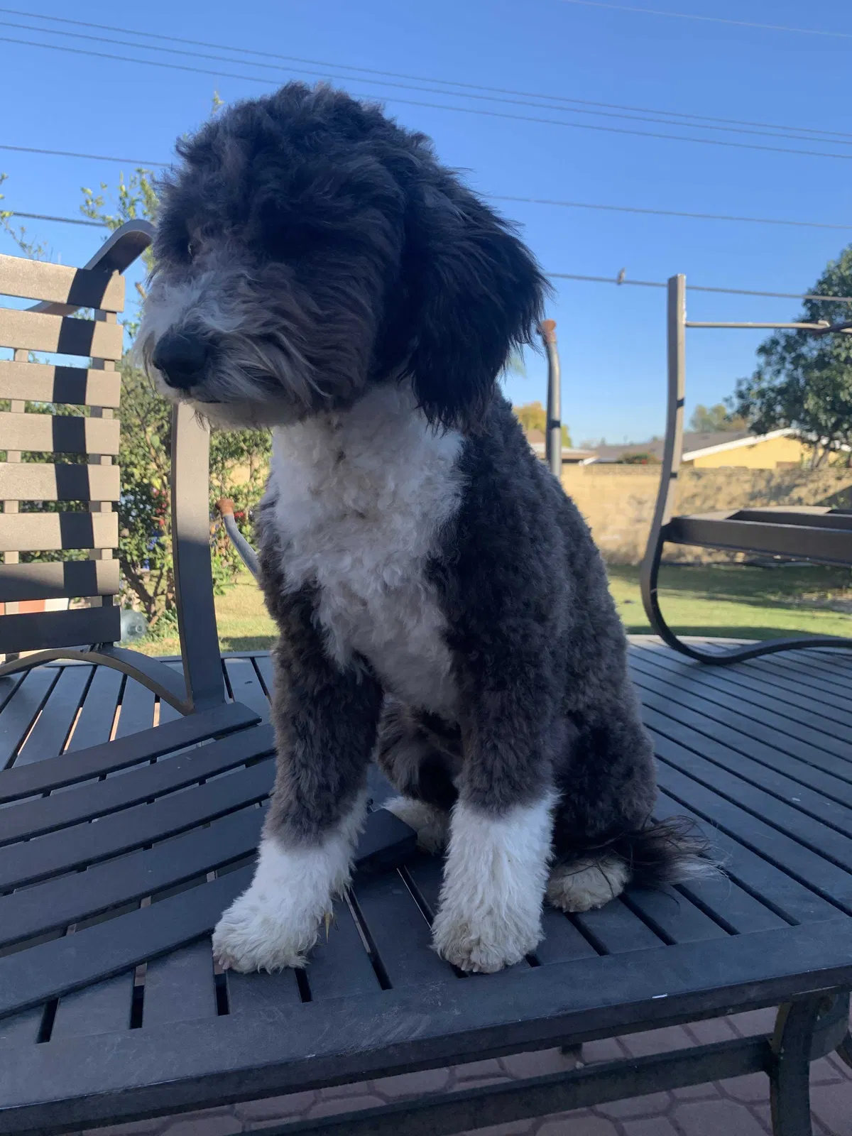 Lost dog in Fontana, CA, 92335