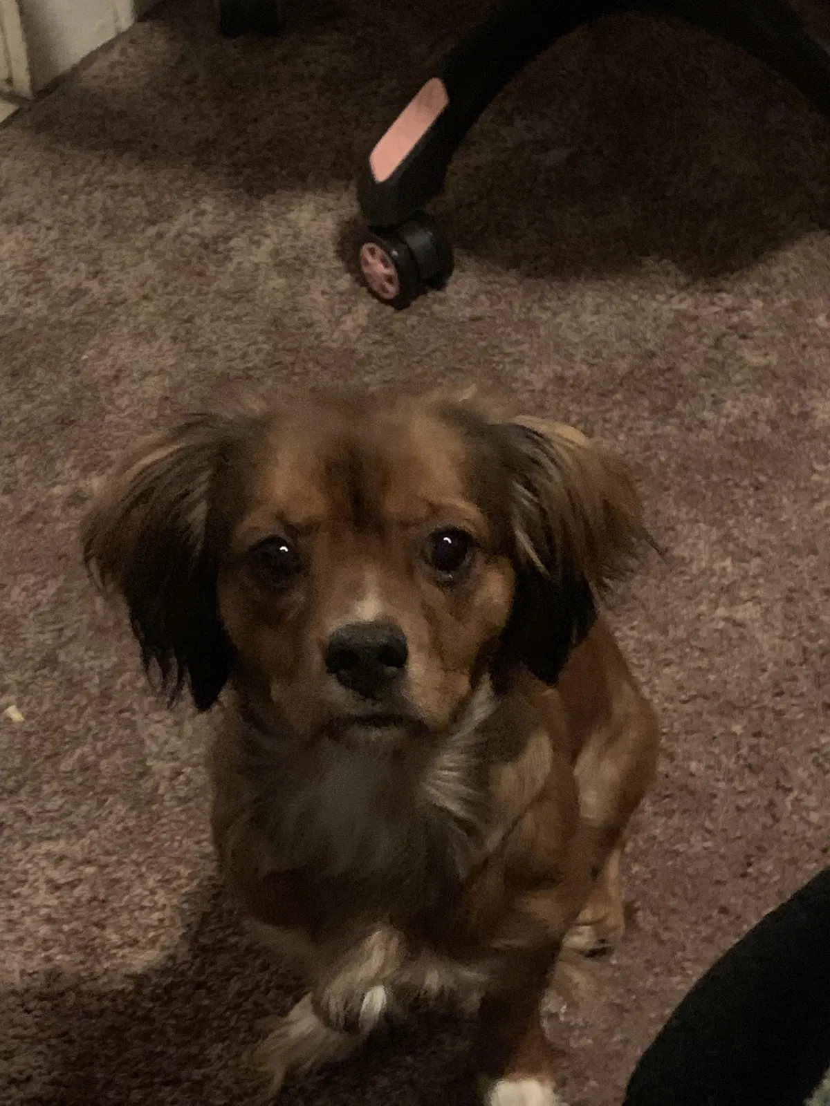 Lost dog in El Reno, OK, 73036