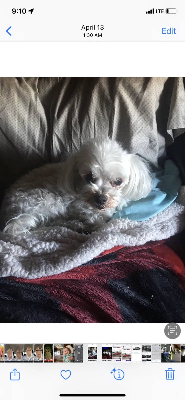 Lost dog in Phoenix, AZ, 85035