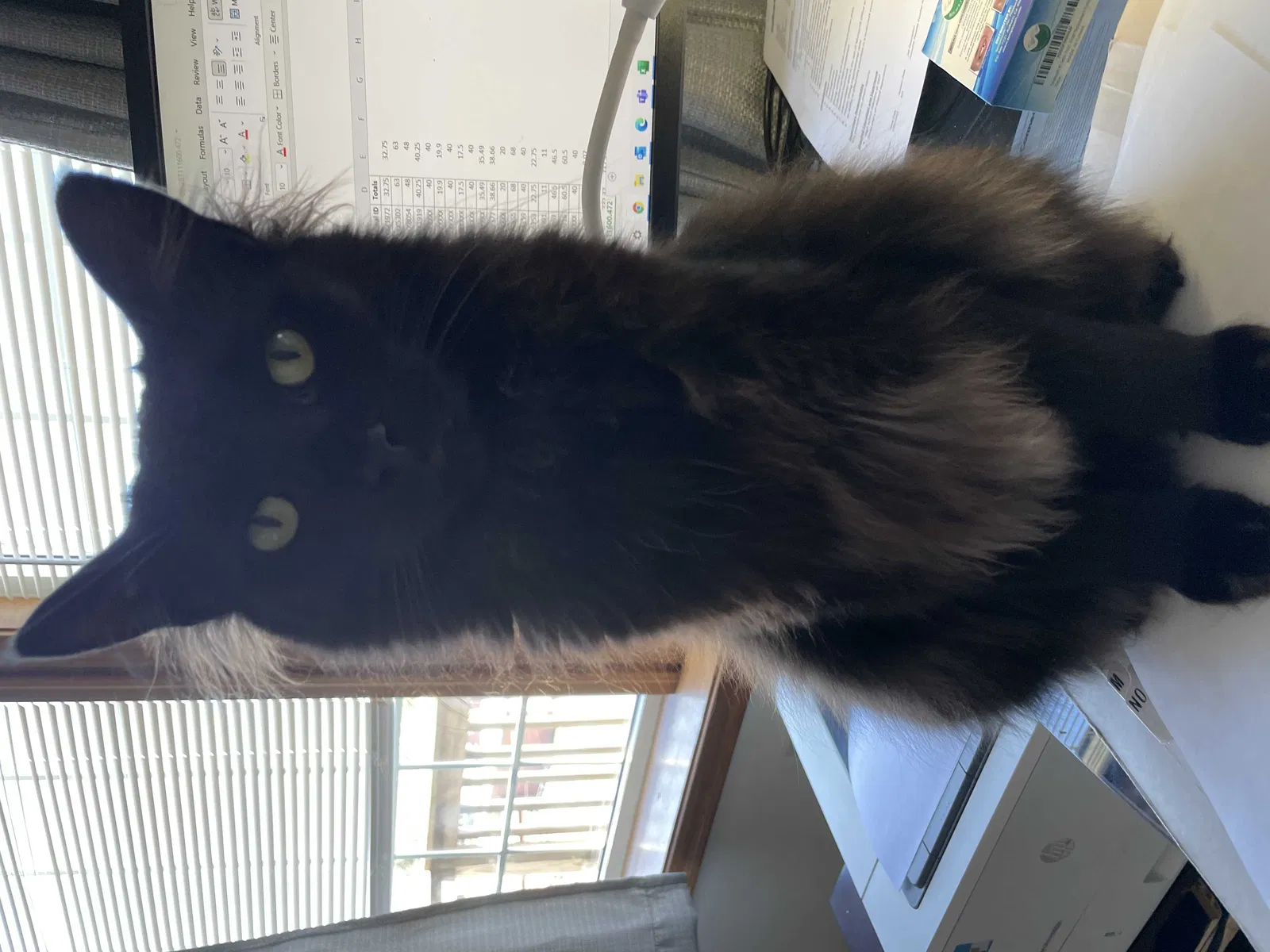 Lost cat in Covington, KY, 41014