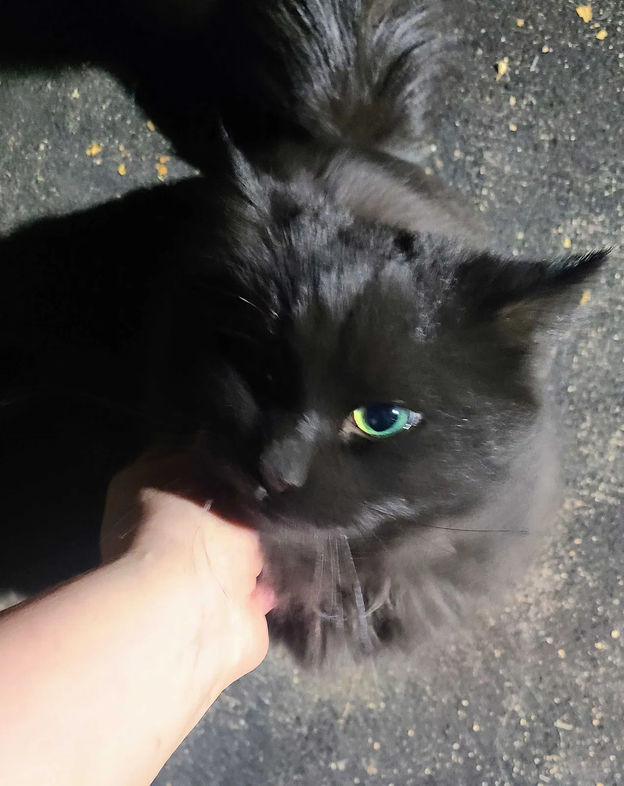 Lost cat in Albuquerque, NM, 87120