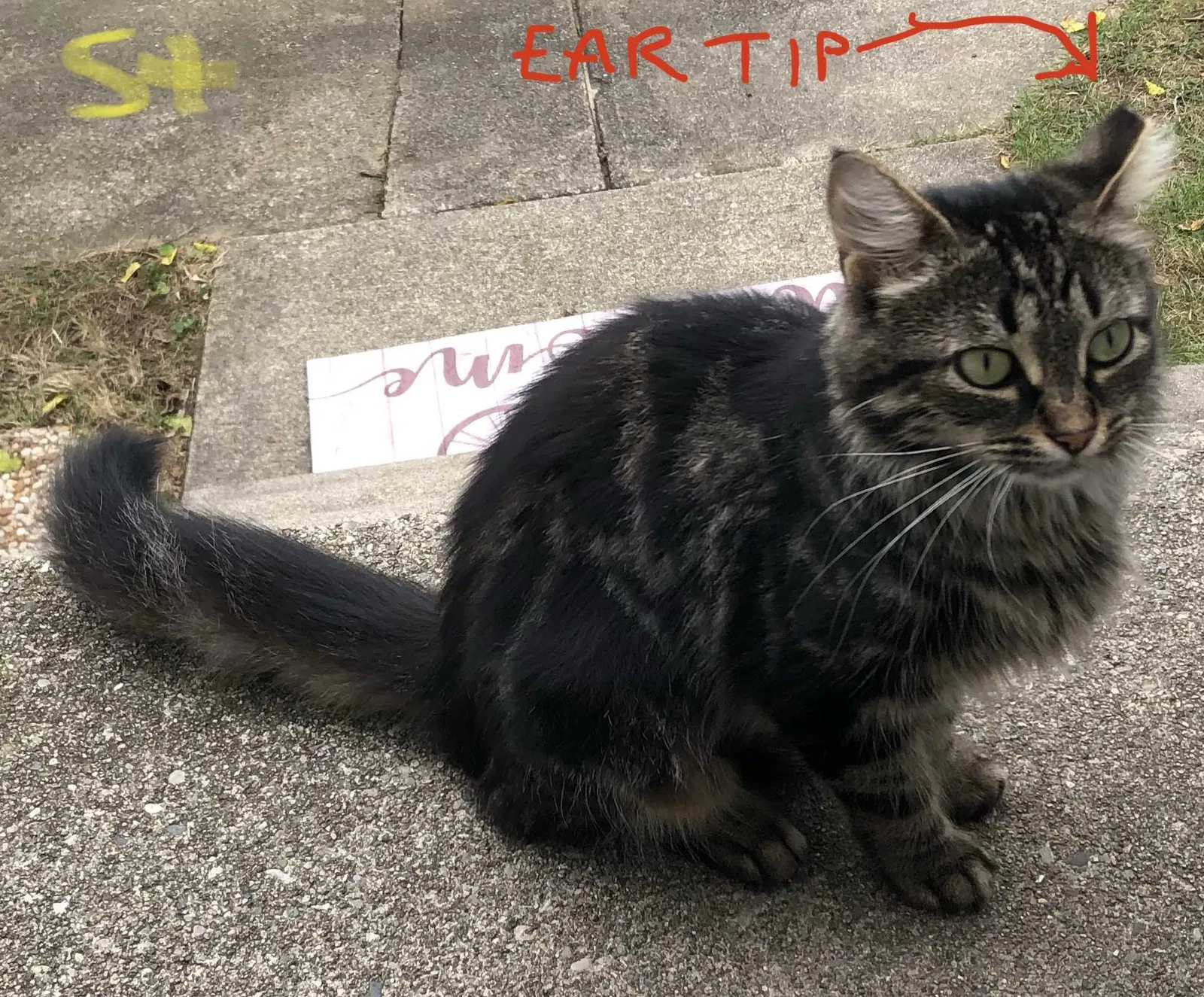 Lost cat in Rochester, MI, 48307
