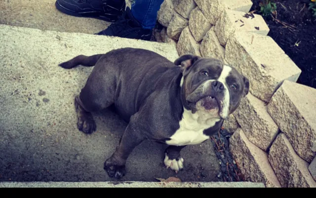 Lost dog in Spring, TX, 77388